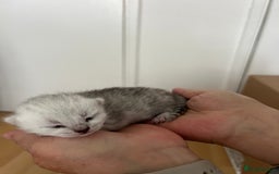 British Shorthair cats for sale: BSH Silver Tabby kittens for Sale! - Image 12