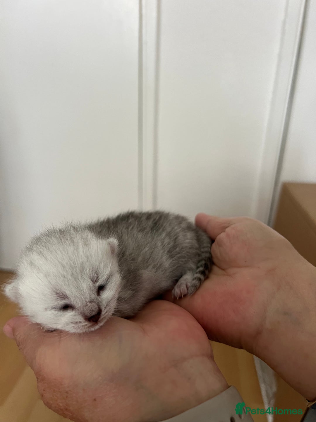 British Shorthair cats for sale: BSH Silver Tabby kittens for Sale! - Image 12