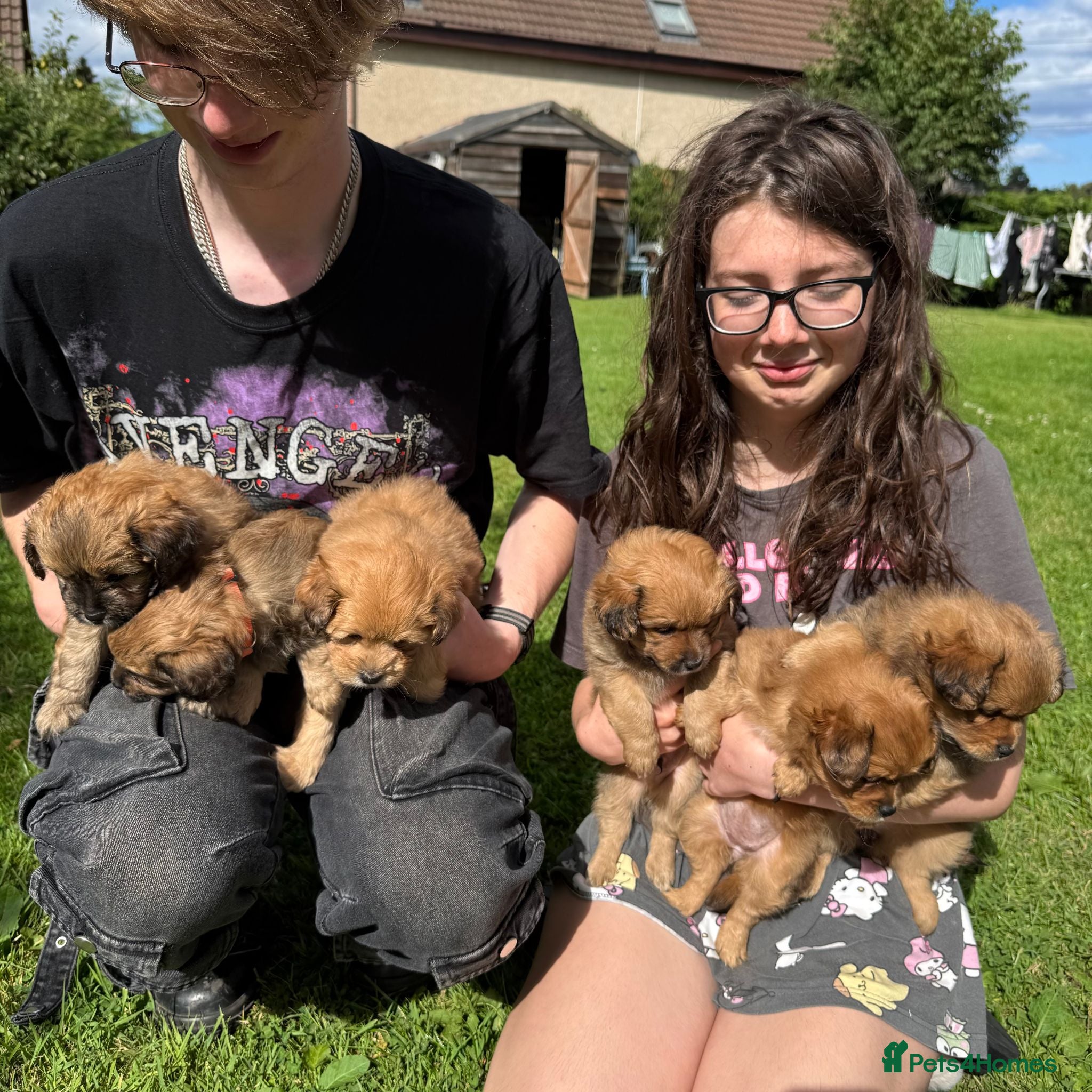 Mixed Breed dogs Maltipoo x Porkie puppies - Advert 2