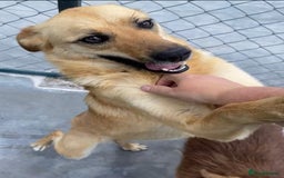 Mixed Breed dogs for adoption: Eva (Saffron), 1.5 yrs. Reserved stc. in Brixham - Image 11