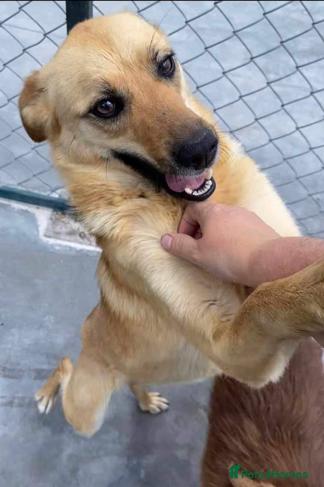 Mixed Breed dogs for adoption: Eva (Saffron), 1.5 yrs. Reserved stc. in Brixham - Image 11