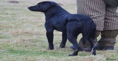 Labrador Retriever dogs - Advert 3