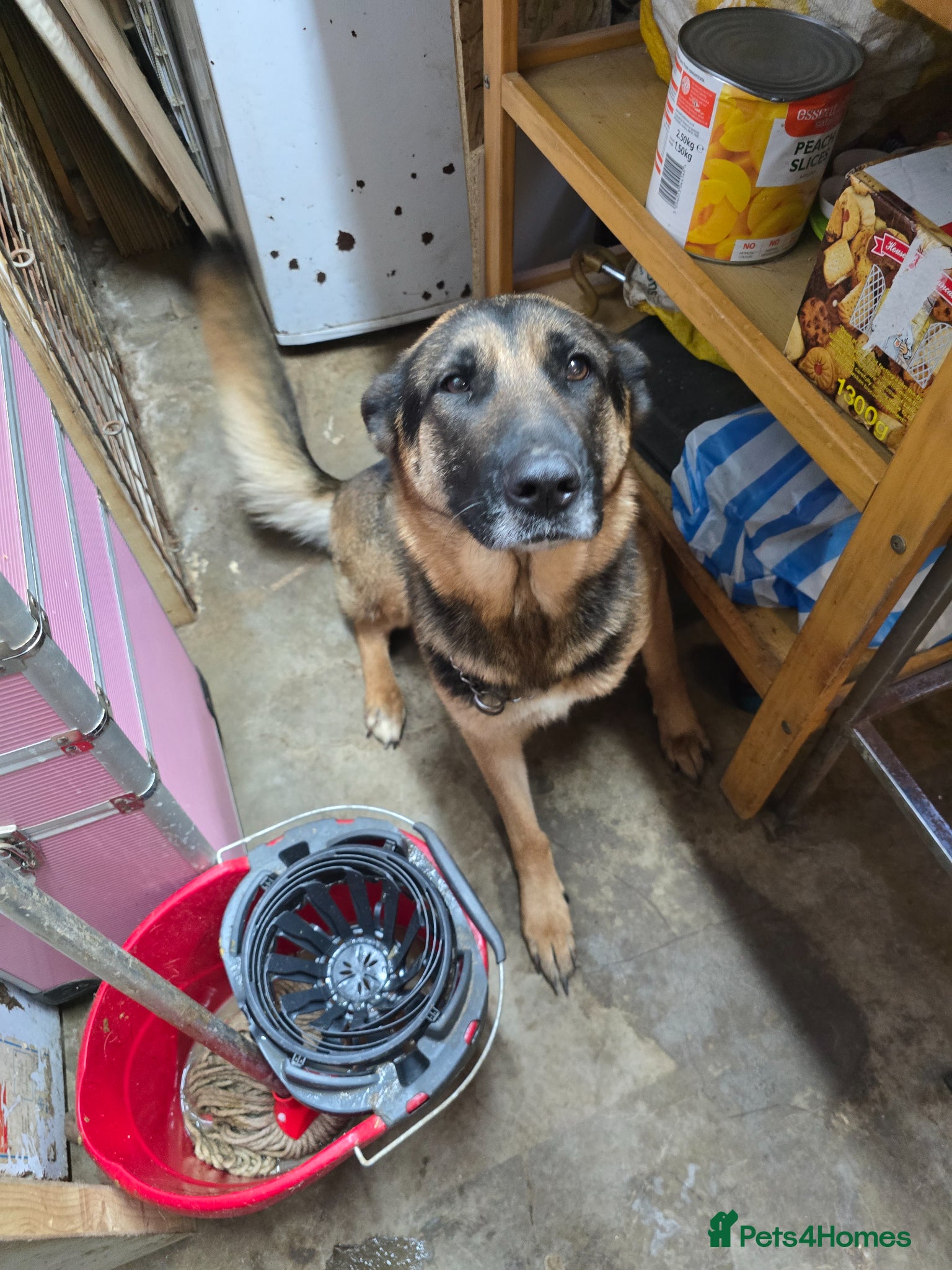 German Shepherd dogs Looking for loving homes - Advert 2
