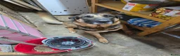 German Shepherd dogs for sale: Looking for loving homes - Advert 1