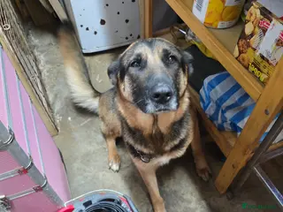 German Shepherd dogs Looking for loving homes - Advert 1