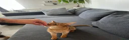 Abyssinian cats for sale: Queen 1 Year old in London - Advert 3