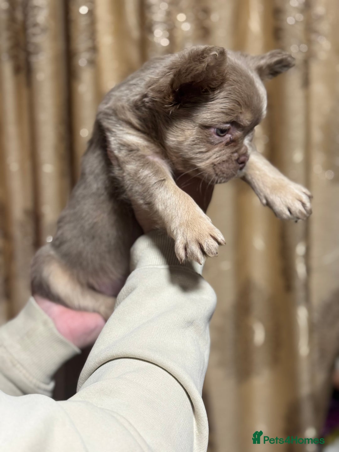 French Bulldog dogs for sale: Visual fluffy frenchie - Advert 4