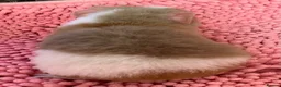Guinea Pig rodents for sale: Gorgeous pair of Teddy boys/boars/males - Advert 8