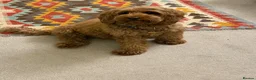 Cavapoo dogs for sale: Red Cavapoo Puppies - 5 weeks old.  in Doncaster - Advert 17