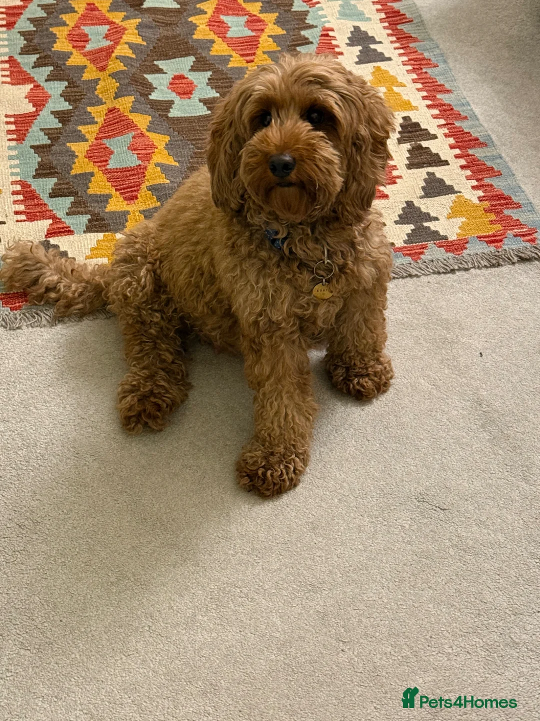 Cavapoo dogs for sale: Red Cavapoo Puppies - 5 weeks old.  in Doncaster - Advert 17