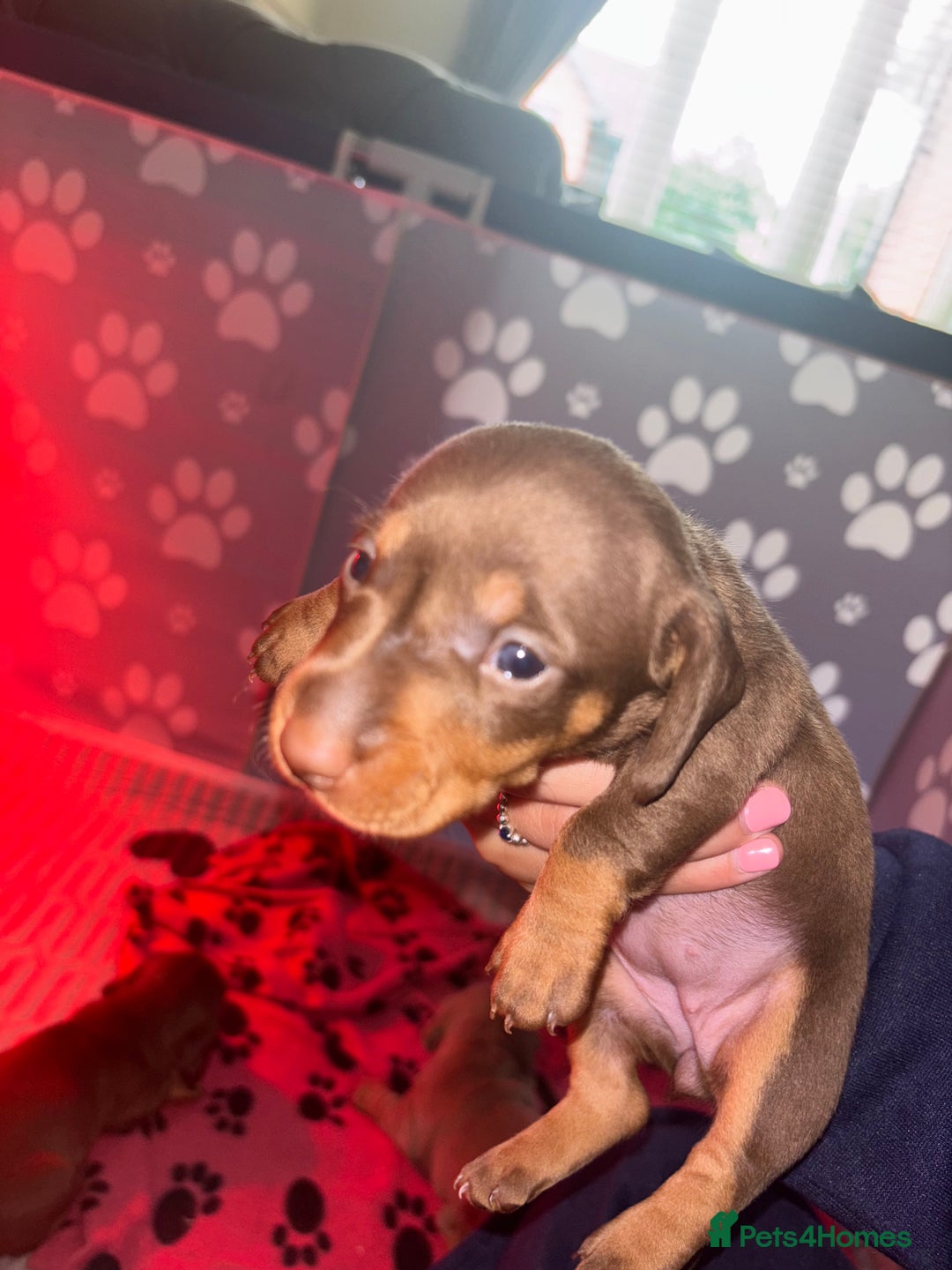 Dachshund dogs for sale: 5 miniature   dachshund  - Image 12