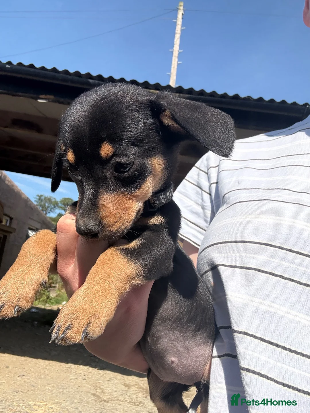 Mixed Breed dogs for sale: Dachshund X border collie - Advert 24