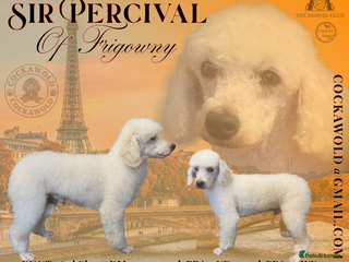 Miniature Poodle dogs - Advert 2
