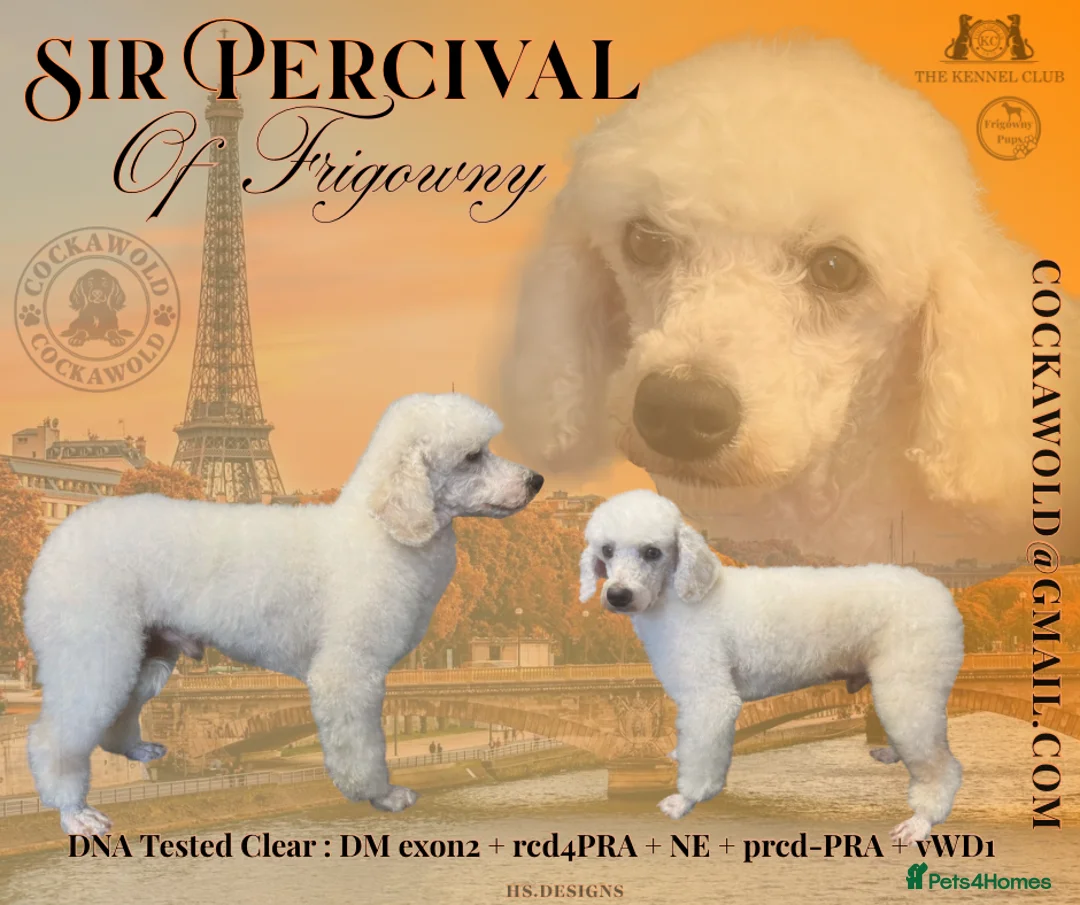 Miniature Poodle dogs for stud: Exceptional Miniature Poodle Stud Dog Services - Advert 1