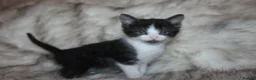 Mixed Breed cats for sale: Mixed breed kittens ready to leave  in Leeds - Advert 16