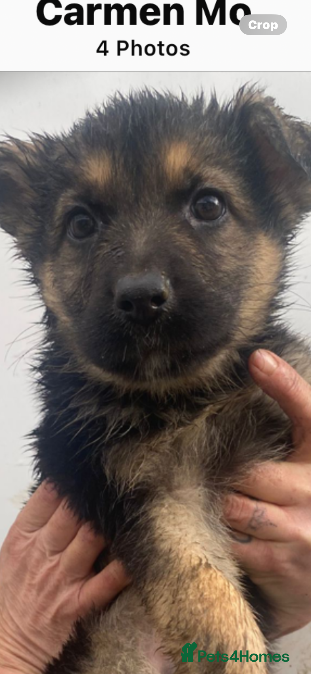 German Shepherd dogs for sale: German shepherd READY TO LEAVE - Advert 24