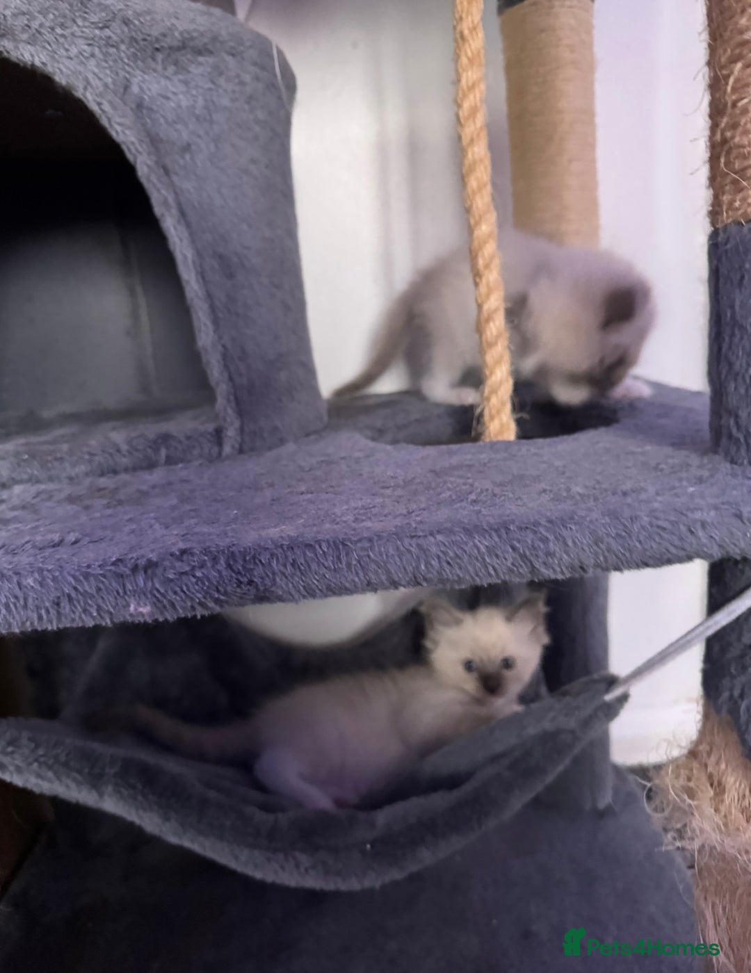 Ragdoll cats for sale: Ragdoll kittens for sale in Romford - Image 16