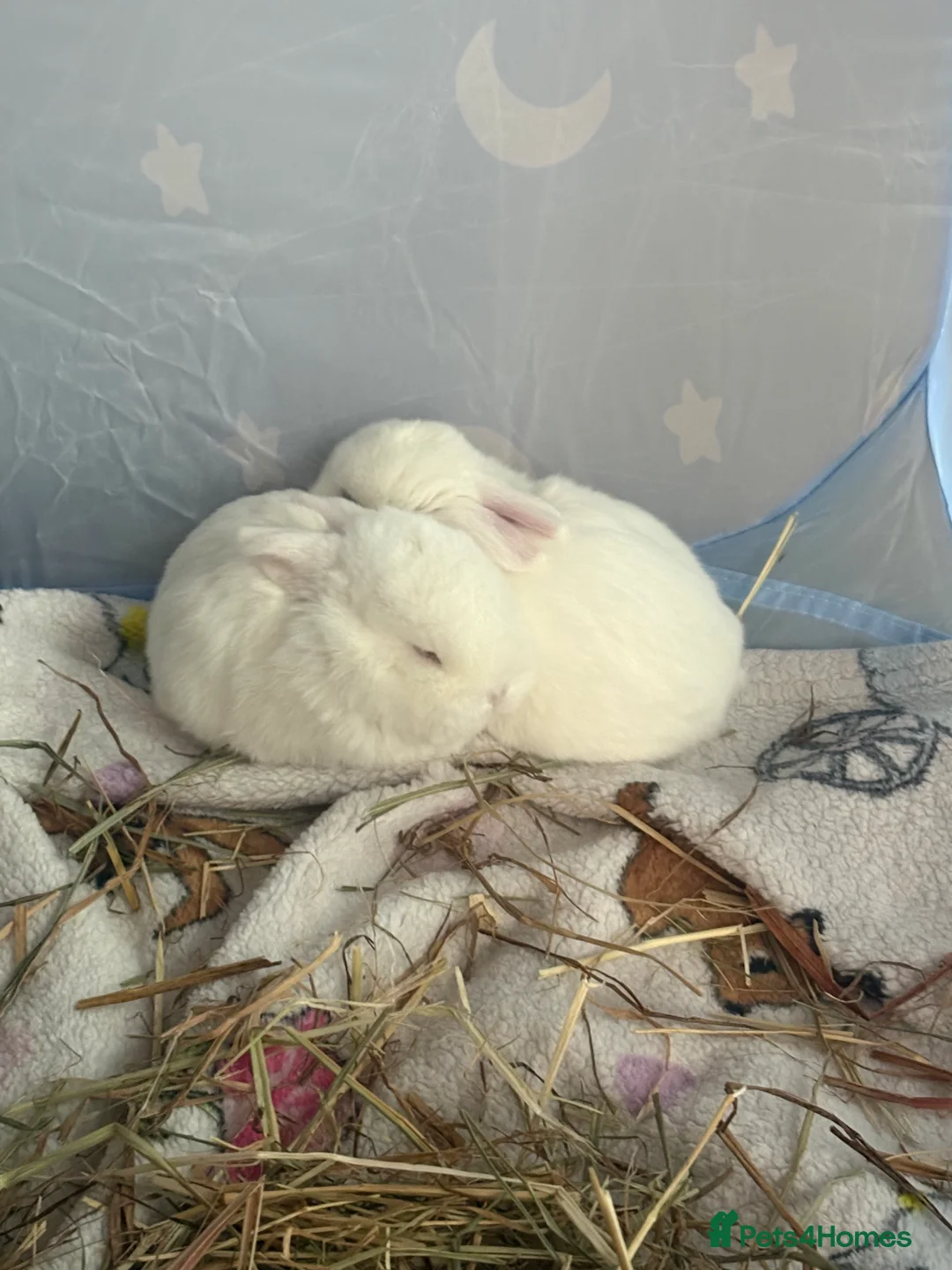Mixed Breed rabbits for sale: 4 baby rabbits  - Advert 6