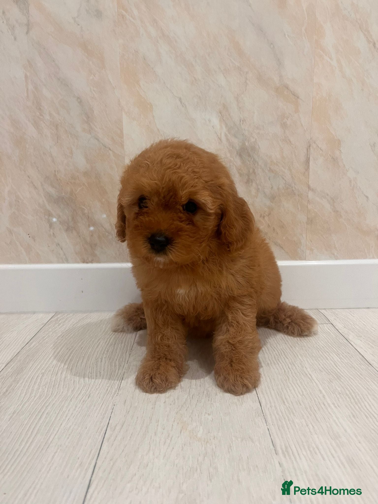 Cavapoo dogs CAVAPOO F1 PUPPYS  1 BOY 3 GIRLS AVAILABLE NOW  - Advert 2
