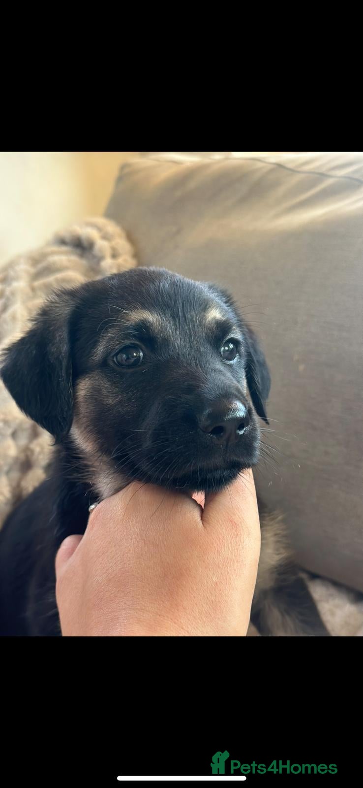 Golden Shepherd dogs for sale: 🐾Golden shepherd puppies 🐾 - Advert 16