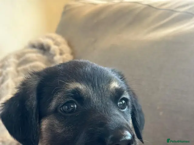 Golden Shepherd dogs for sale: 🐾Golden shepherd puppies 🐾 - Advert 16