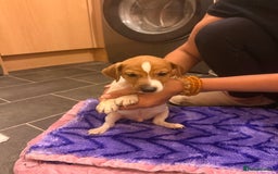 Jack Russell dogs for sale: 3 Jack Russell Puppies Ready to go  - Image 11