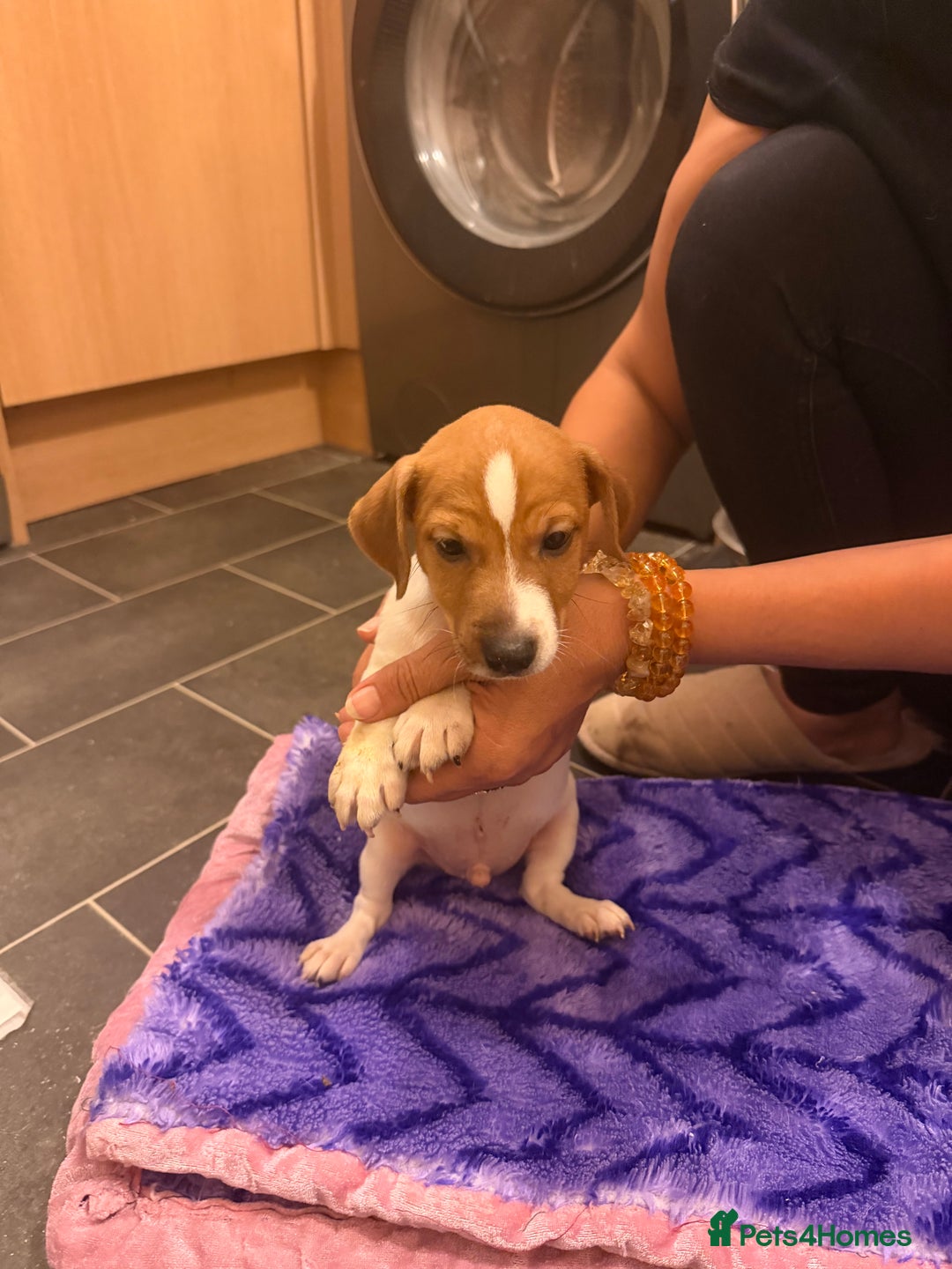 Jack Russell dogs for sale: 3 Jack Russell Puppies Ready to go  - Image 11