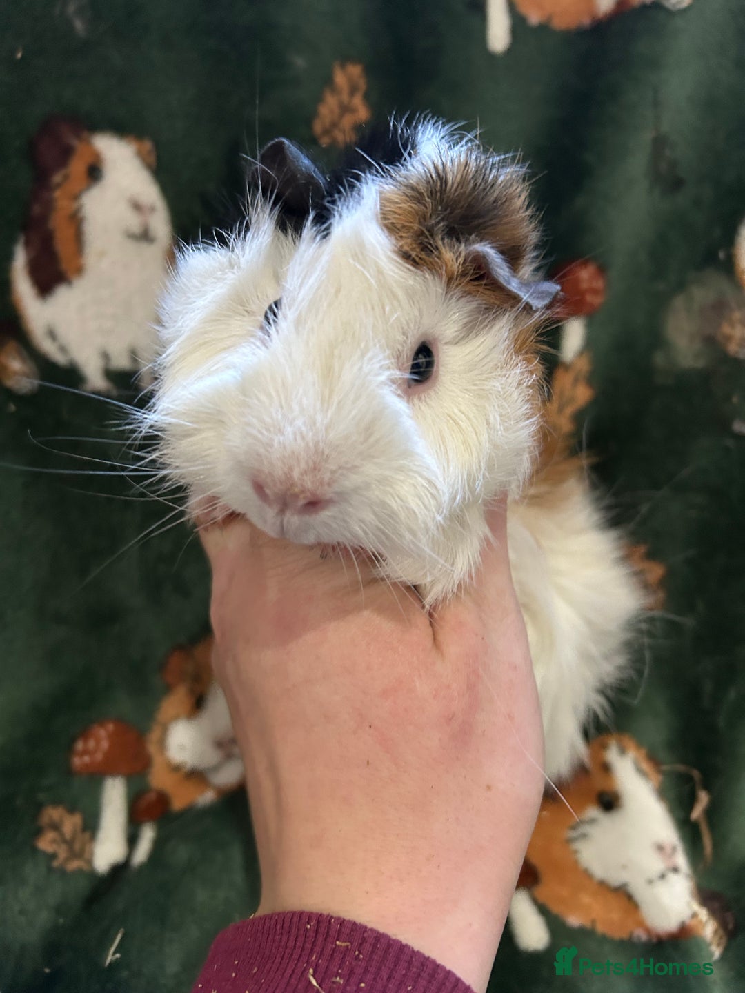 Guinea Pig rodents for sale: Baby Male Guinea pigs  - Advert 4