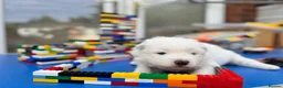 Samoyed dogs for sale: Bundle of joy 3 Puppy - Advert 39