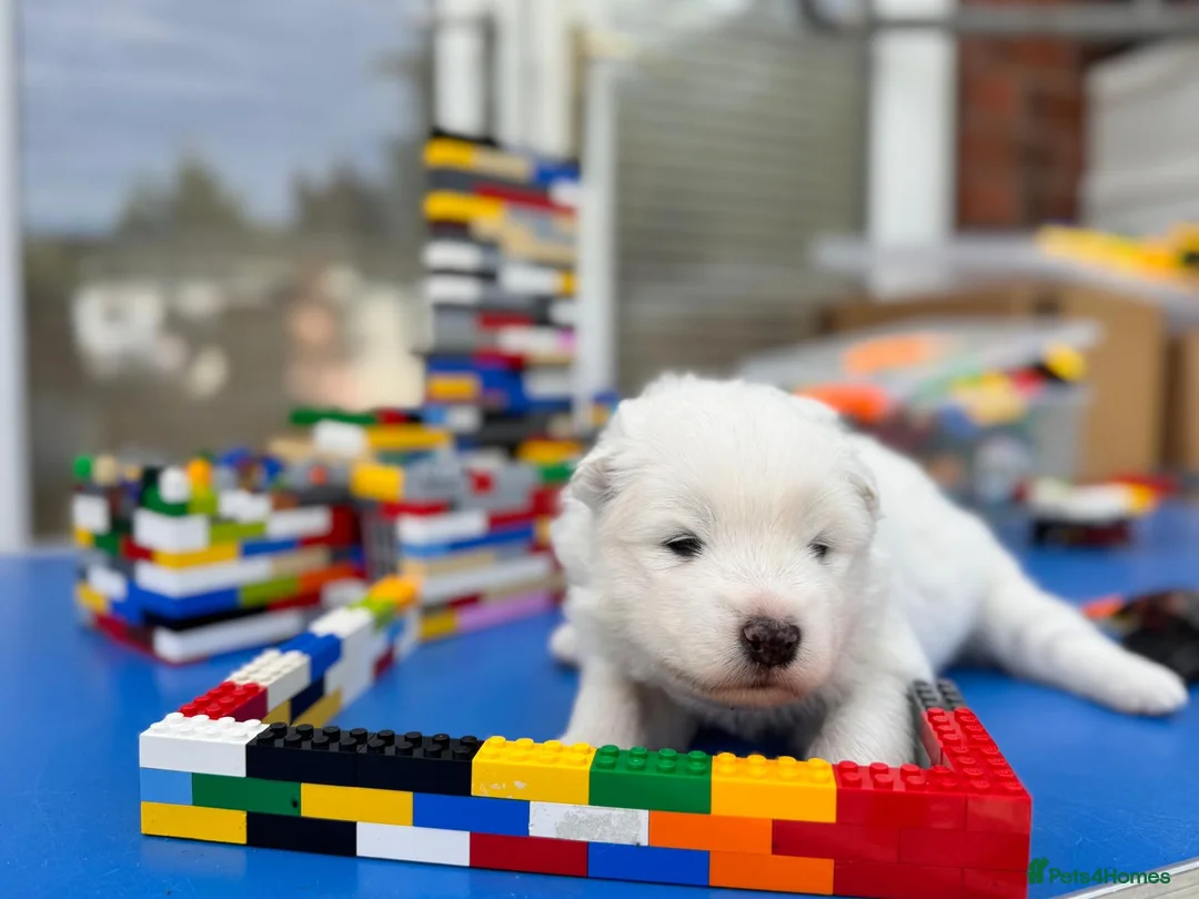 Samoyed dogs for sale: Bundle of joy 3 Puppy - Advert 39