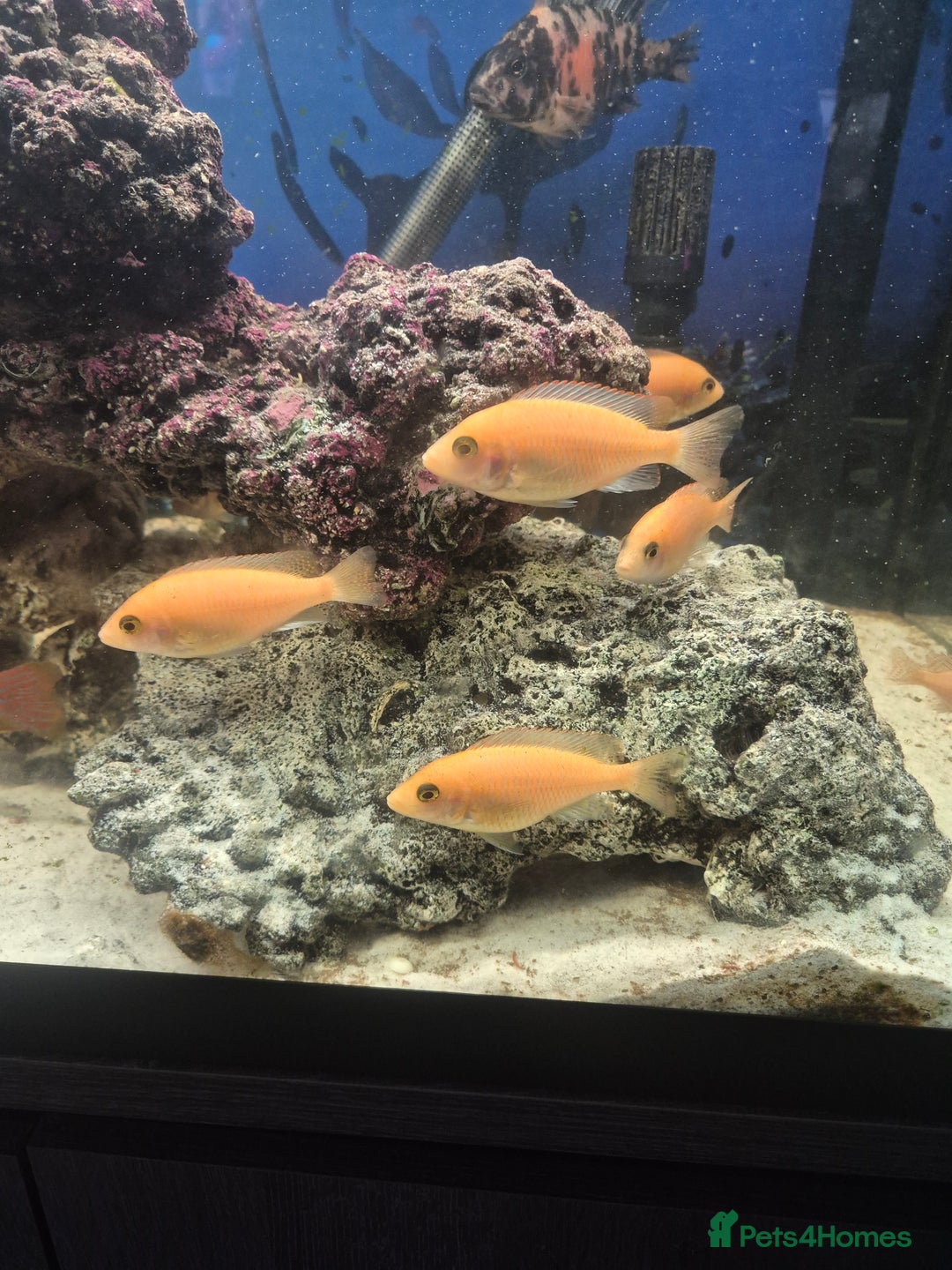 Cichlids fish for sale: African cichlids  - Advert 1