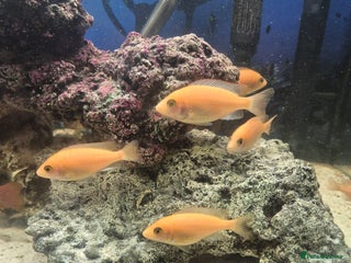 Cichlids fish African cichlids - Advert 4