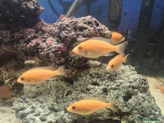 Cichlids fish African cichlids - Advert 1