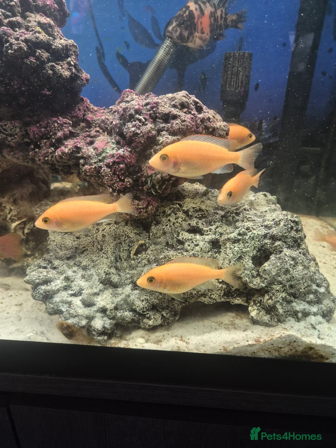 Cichlids fish for sale: African cichlids  - Advert 1