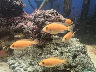 Cichlids fish African cichlids - Advert 23