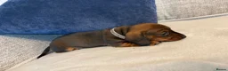 Miniature Dachshund dogs for sale: Beautiful Miniature Dachshund Puppies - Advert 18