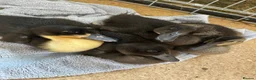 Ducks poultry for sale: Fertilised Duck Eggs - ready to grow in Accrington - Advert 5