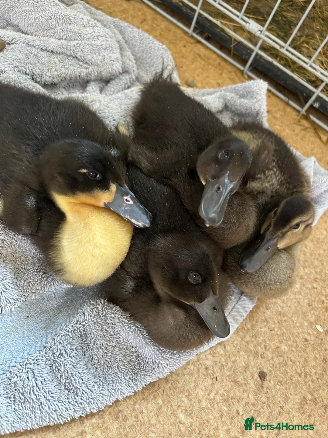 Ducks poultry for sale: Fertilised Duck Eggs - ready to grow in Accrington - Advert 5