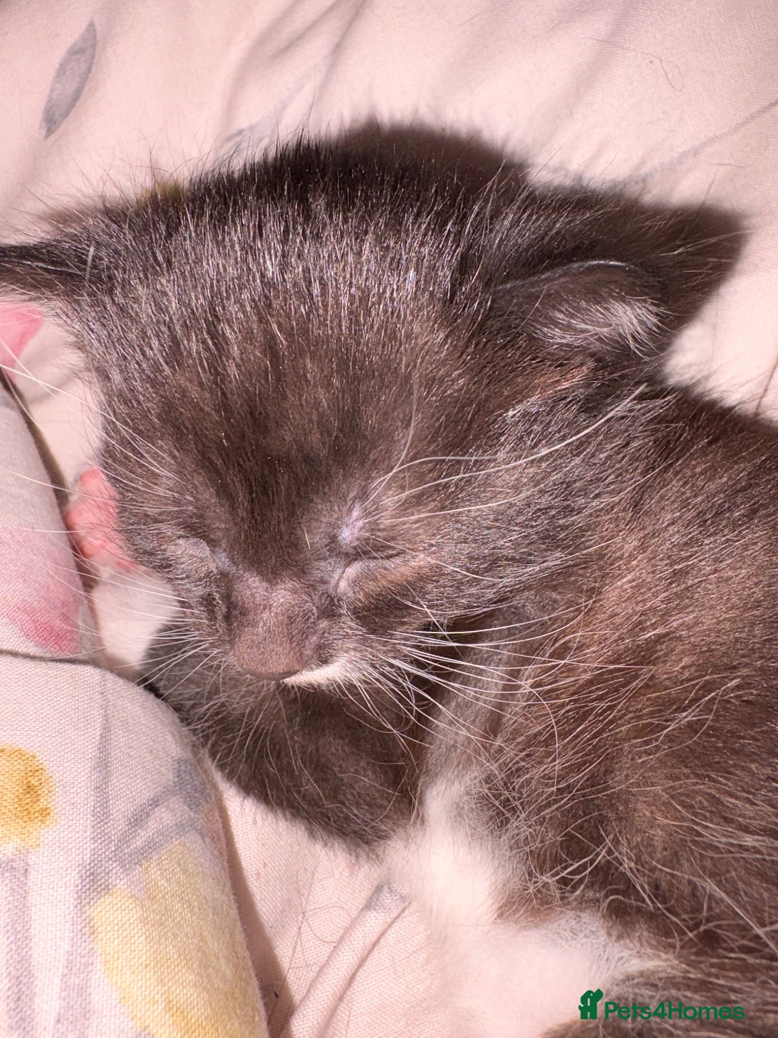 Mixed Breed cats Kitten - Advert 10