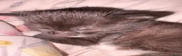 Mixed Breed cats for sale: Kitten - Advert 1