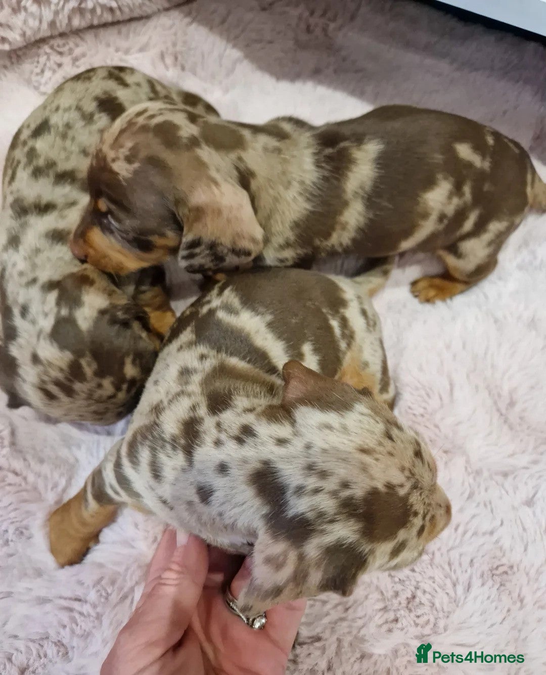 Miniature Dachshund dogs for sale:  Adorable Miniature Dachshund Puppies - Image 7