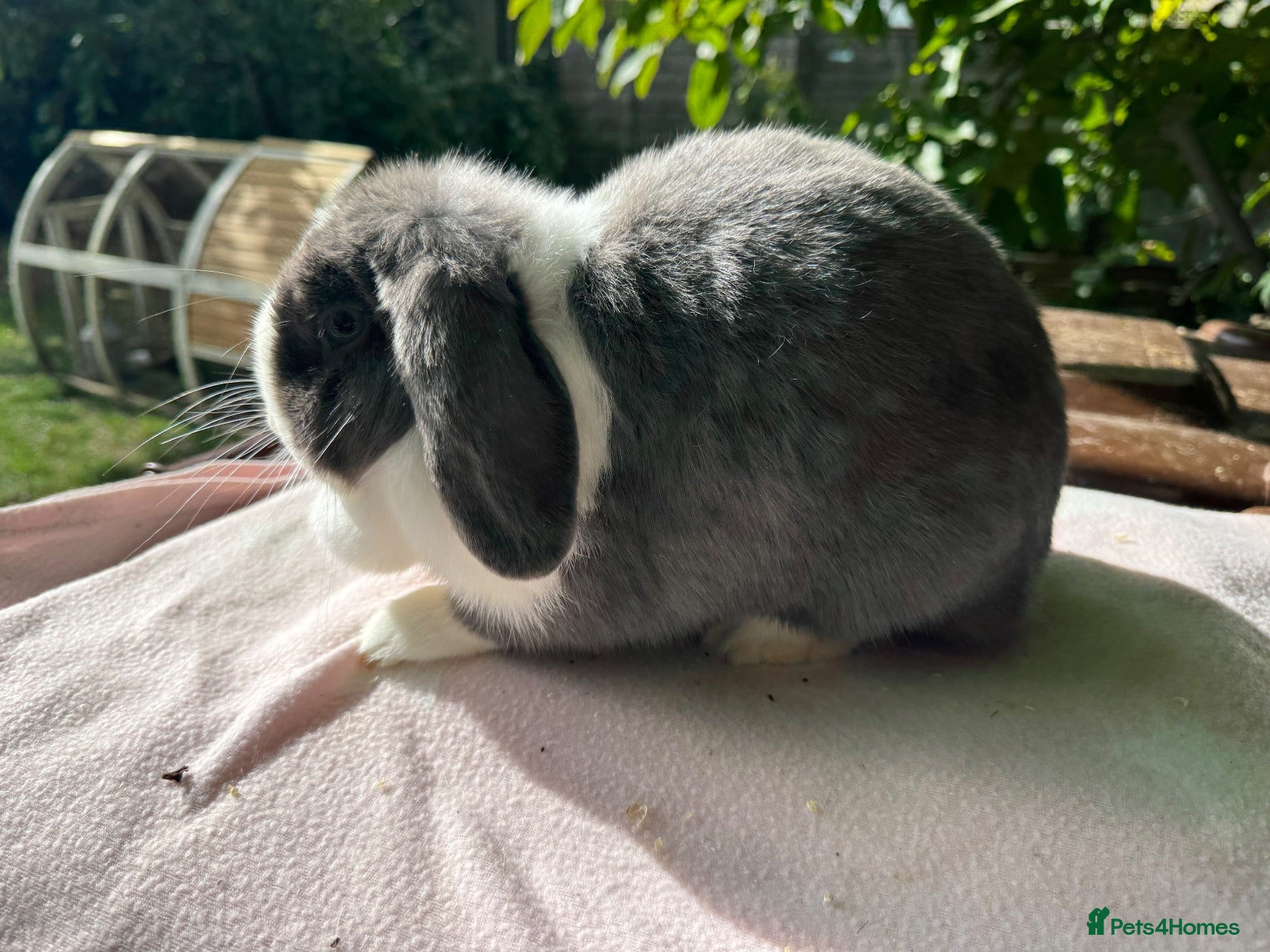 Mini Lop rabbits Mini lop adult doe for sale  - Advert 1