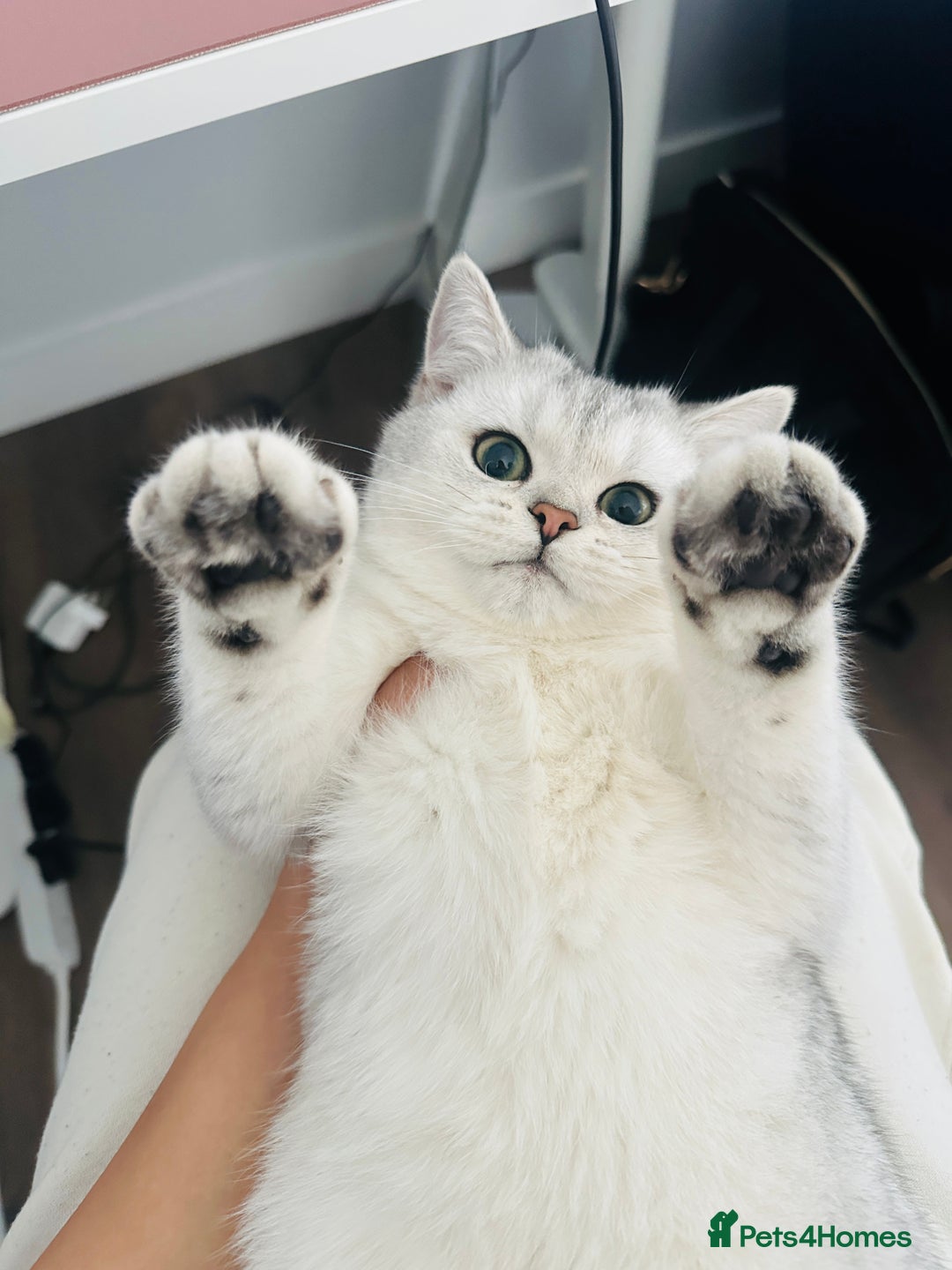 British Shorthair cats for sale: Affectionate Silver Chinchilla British Shorthair - Image 4