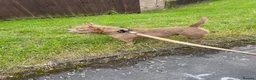 American Bully dogs for sale: Pocket bully female - Advert 3
