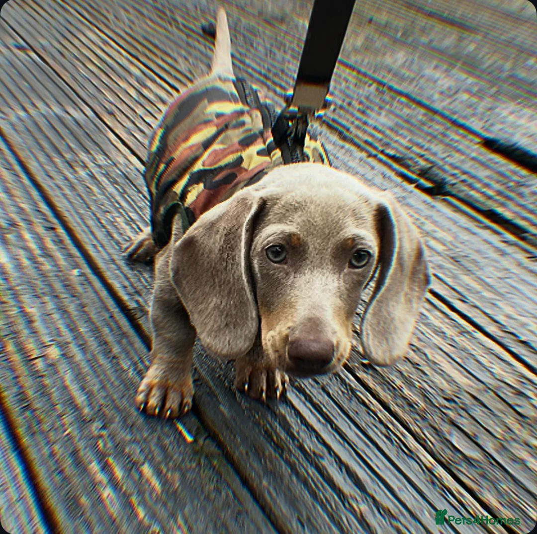 Miniature Dachshund dogs for sale: Dachshund  - Advert 5