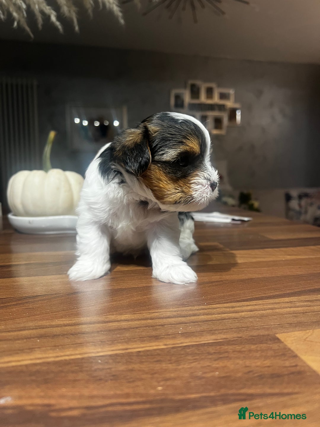 Yorkshire Terrier dogs for sale: Mini Yorkie looking for a new home  - Advert 9