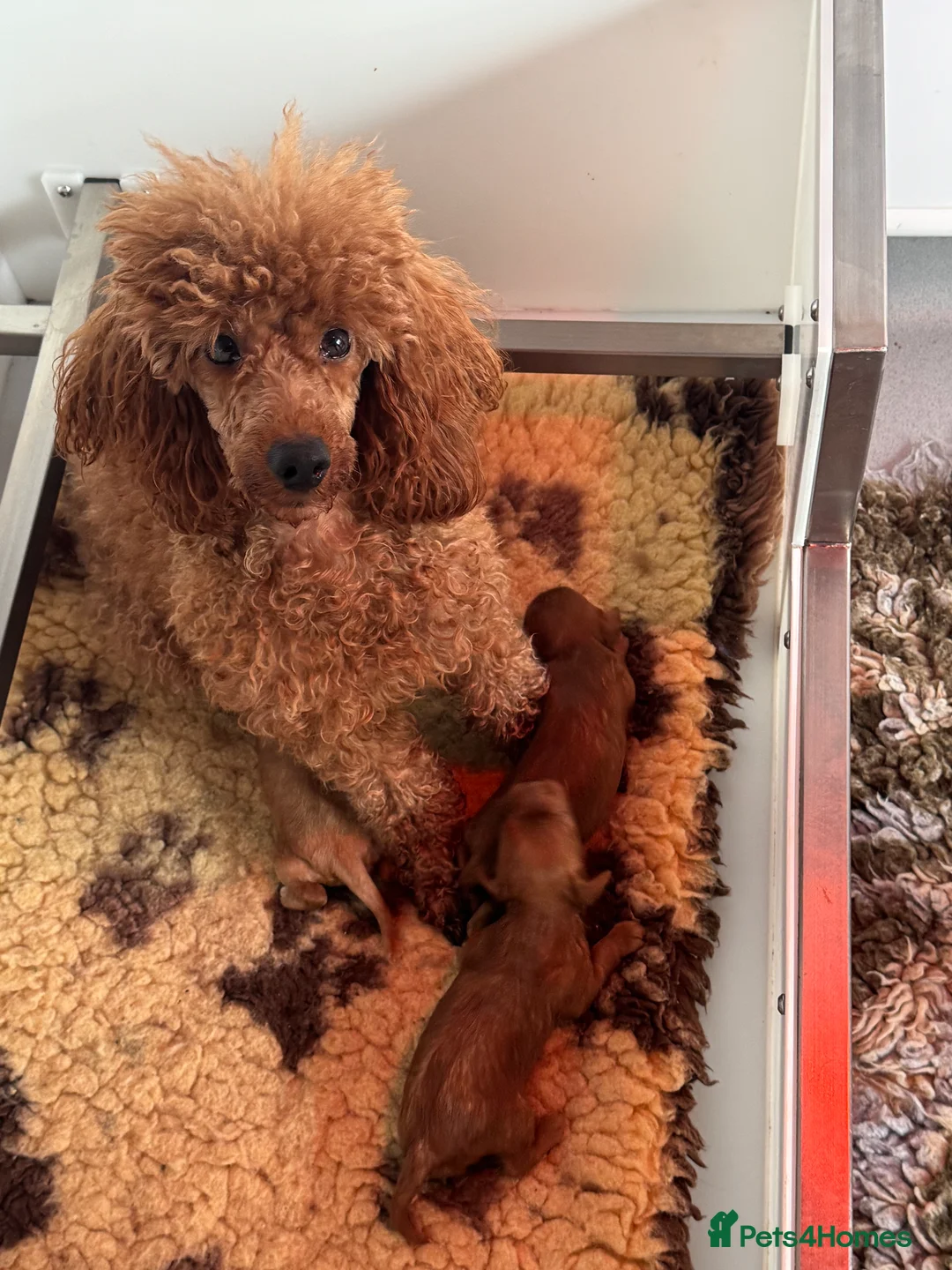 Cavapoo dogs for sale: Donna Jays Celebrity K9s only 1 deep red boy  - Advert 3
