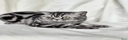 British Shorthair cats for sale: 💙 RETIRED PEDIGREE CHUNKY SILVER TABBY BSH BOY 💙 - Advert 9