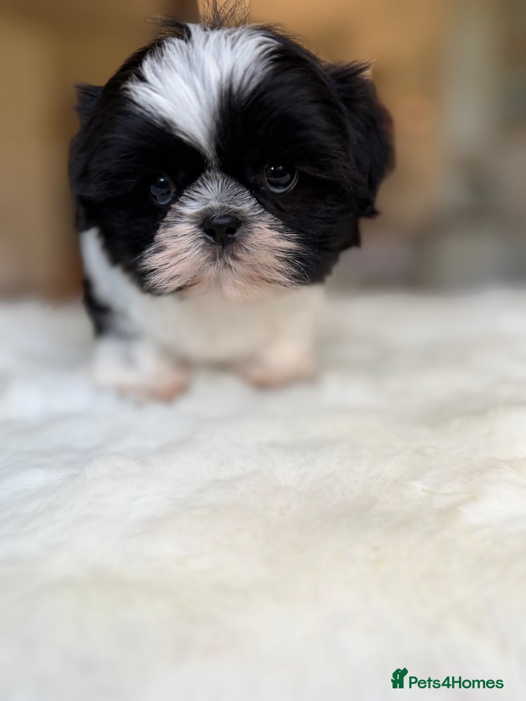 Shih Tzu dogs for sale: AMERICAN IMPERIAL SHIH TZU PUPPIES - Image 18