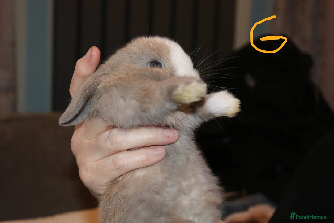 Mini Lop rabbits for sale: Mini Lop babies x 3 - Advert 14